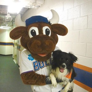 Ace and Wool E Bull
