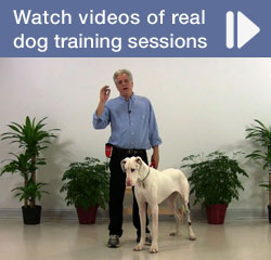 Watch Videos of Real Dog Training Sessions